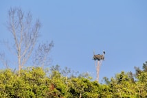 A bird perched on a nesting platform high above a forest. The nest is located on a tall wooden structure surrounded by lush green foliage. A few bare tree branches are visible against a clear blue sky.
