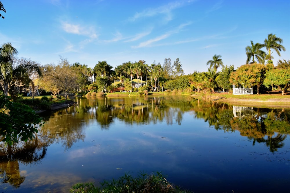 a body of water surrounded by palm trees