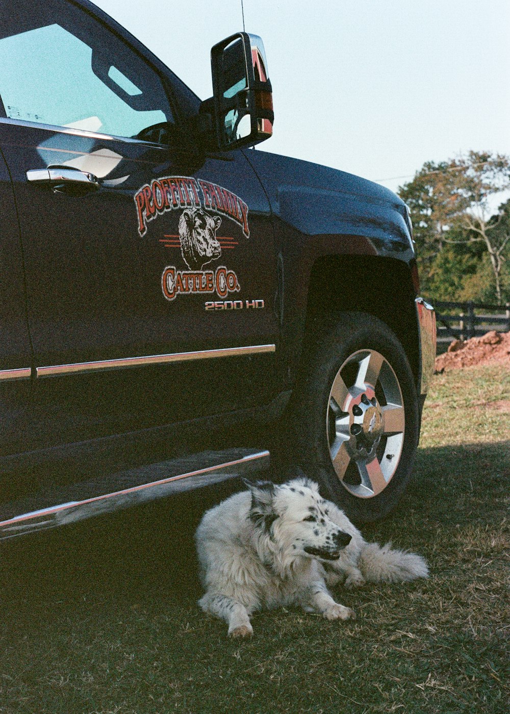 a dog laying in the grass next to a truck