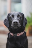 A close-up portrait of a black dog with a shiny coat, wearing a pink patterned collar. The background is blurred, and the dog appears to be looking directly at the camera.