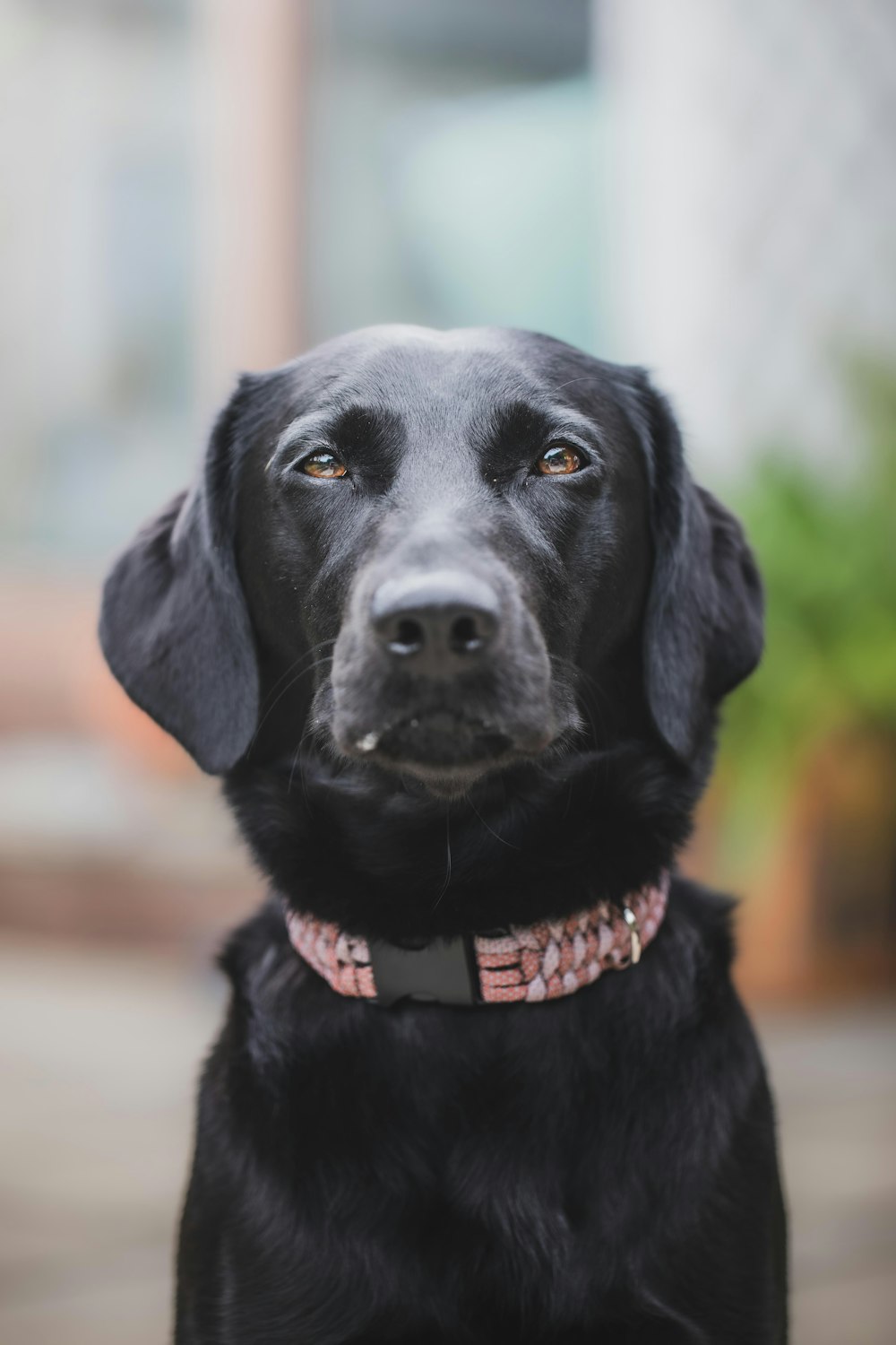 a close up of a black dog with a collar