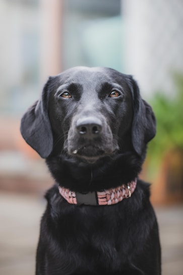 A close-up portrait of a black dog with a shiny coat, wearing a pink patterned collar. The background is blurred, and the dog appears to be looking directly at the camera.