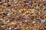 A large collection of amber-colored glass shards scattered closely together. The pieces have various sizes and shapes, reflecting light and creating a shimmering effect. There are hints of darker and lighter shades within the glass, enhancing the sparkling appearance.