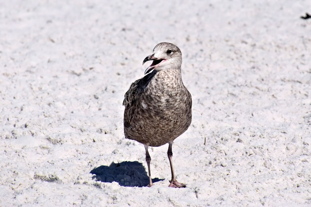 a seagull standing in the snow on a sunny day