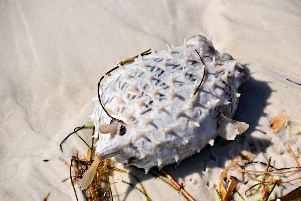 a sea shell on the sand on the beach