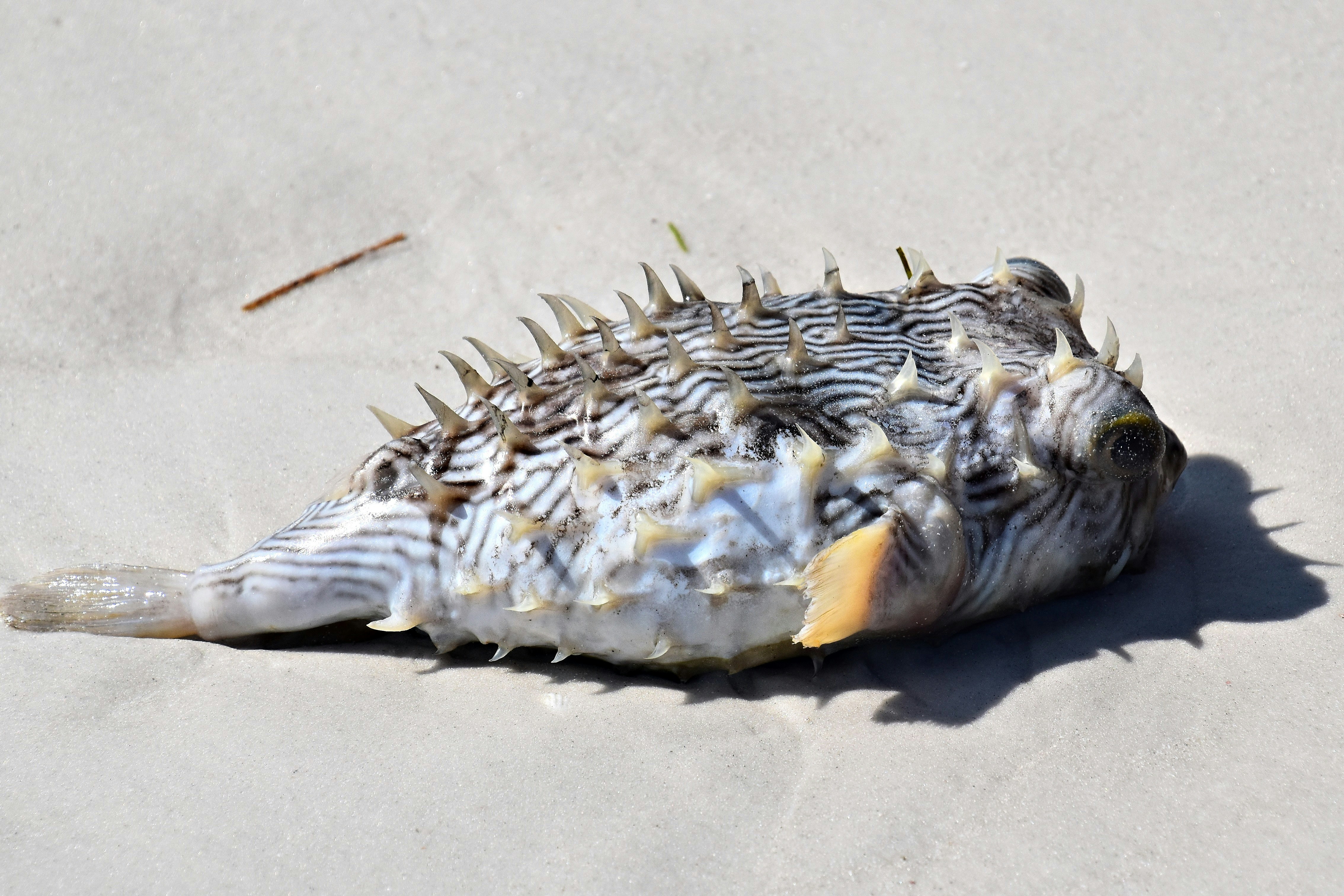 Un pez muerto en la playa con púas en la cabeza