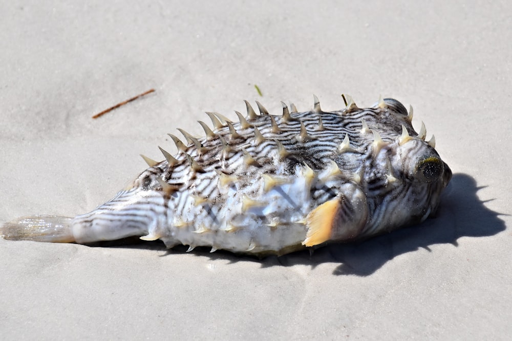 a dead fish on the beach with spikes on it's head