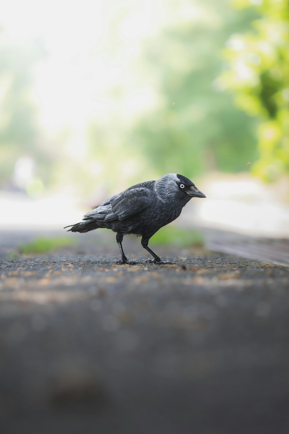 um pássaro preto parado na beira de uma estrada