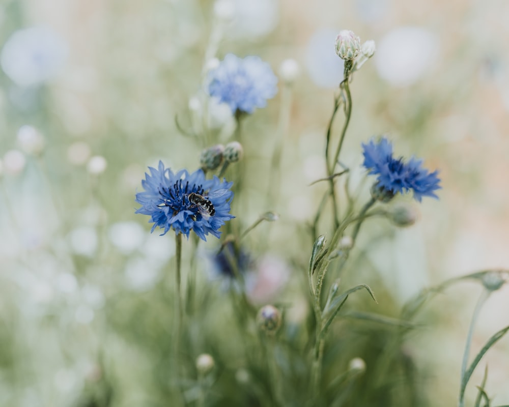 a close up of a bunch of blue flowers