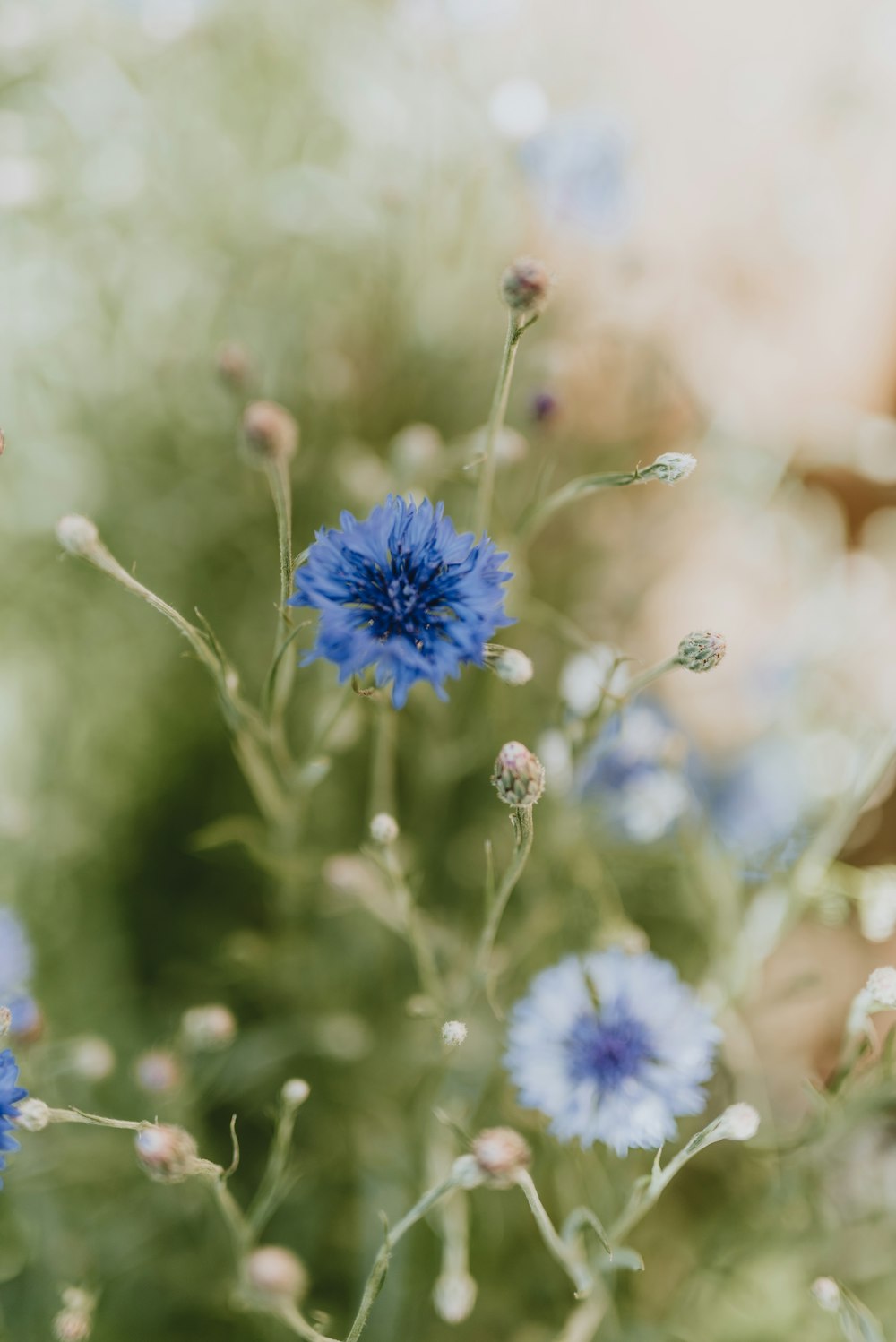 a close up of a bunch of blue flowers