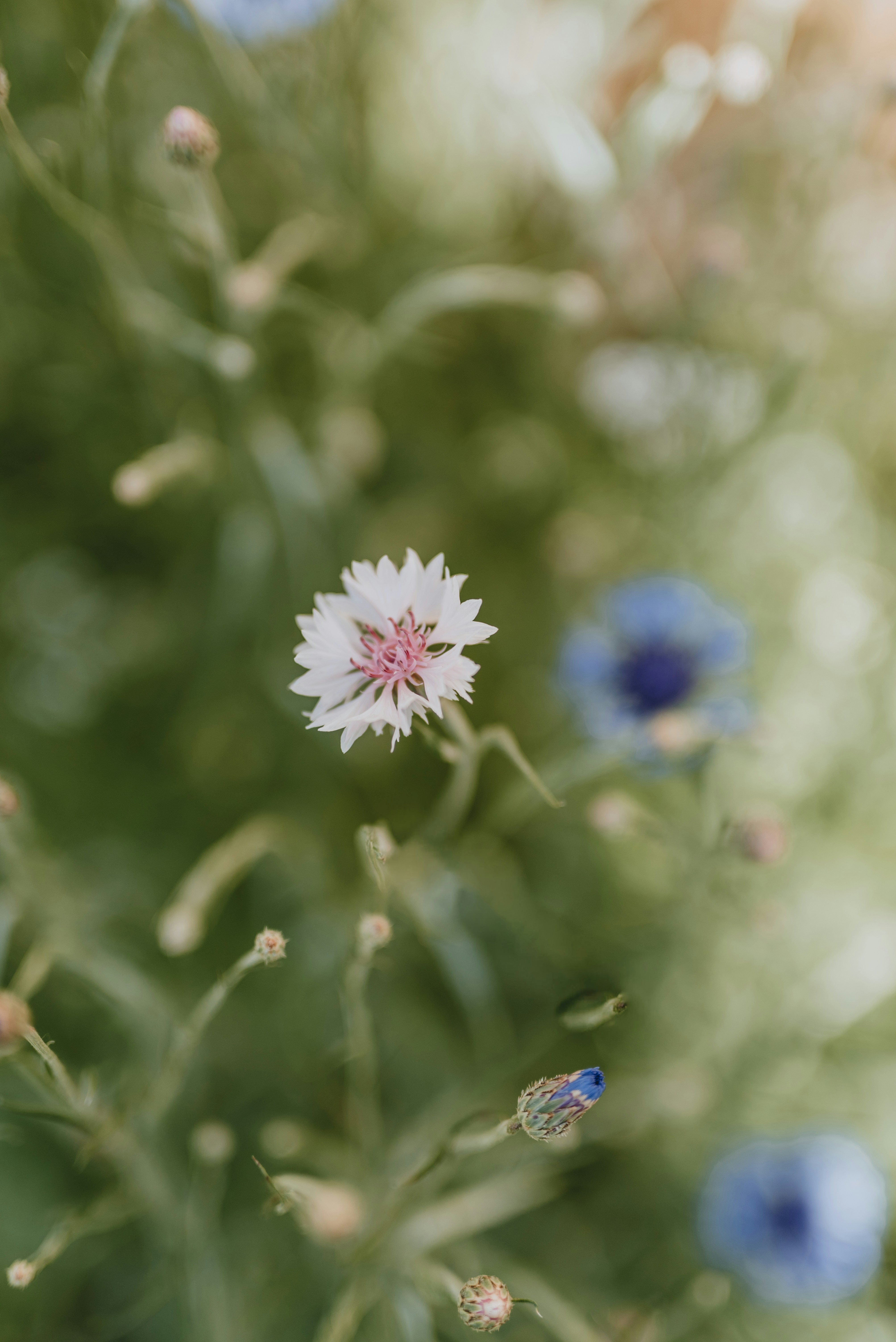 a close up of a white and blue flower