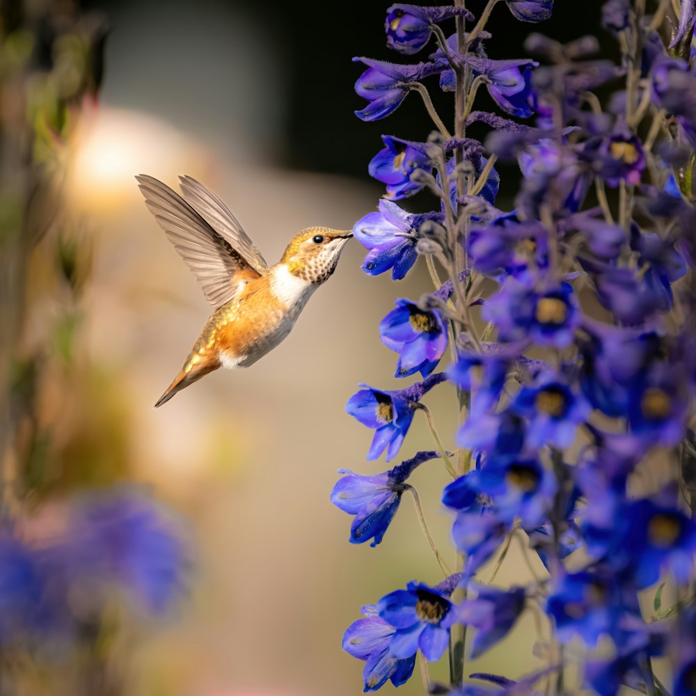 a hummingbird hovering over a bunch of blue flowers