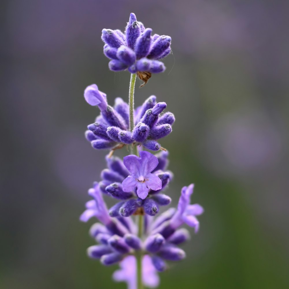 Un primer plano de una flor púrpura con un fondo borroso