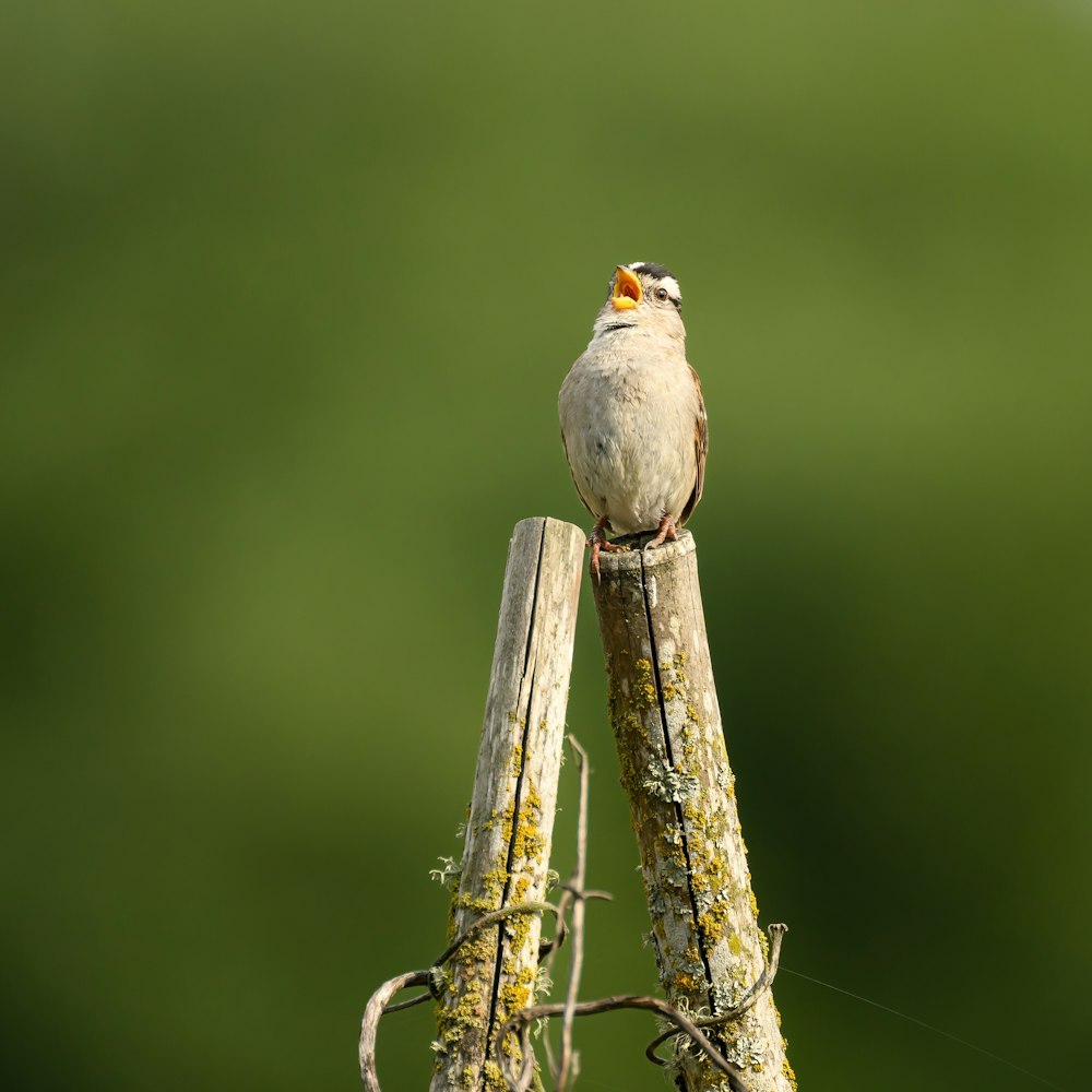 un petit oiseau assis sur un morceau de bois