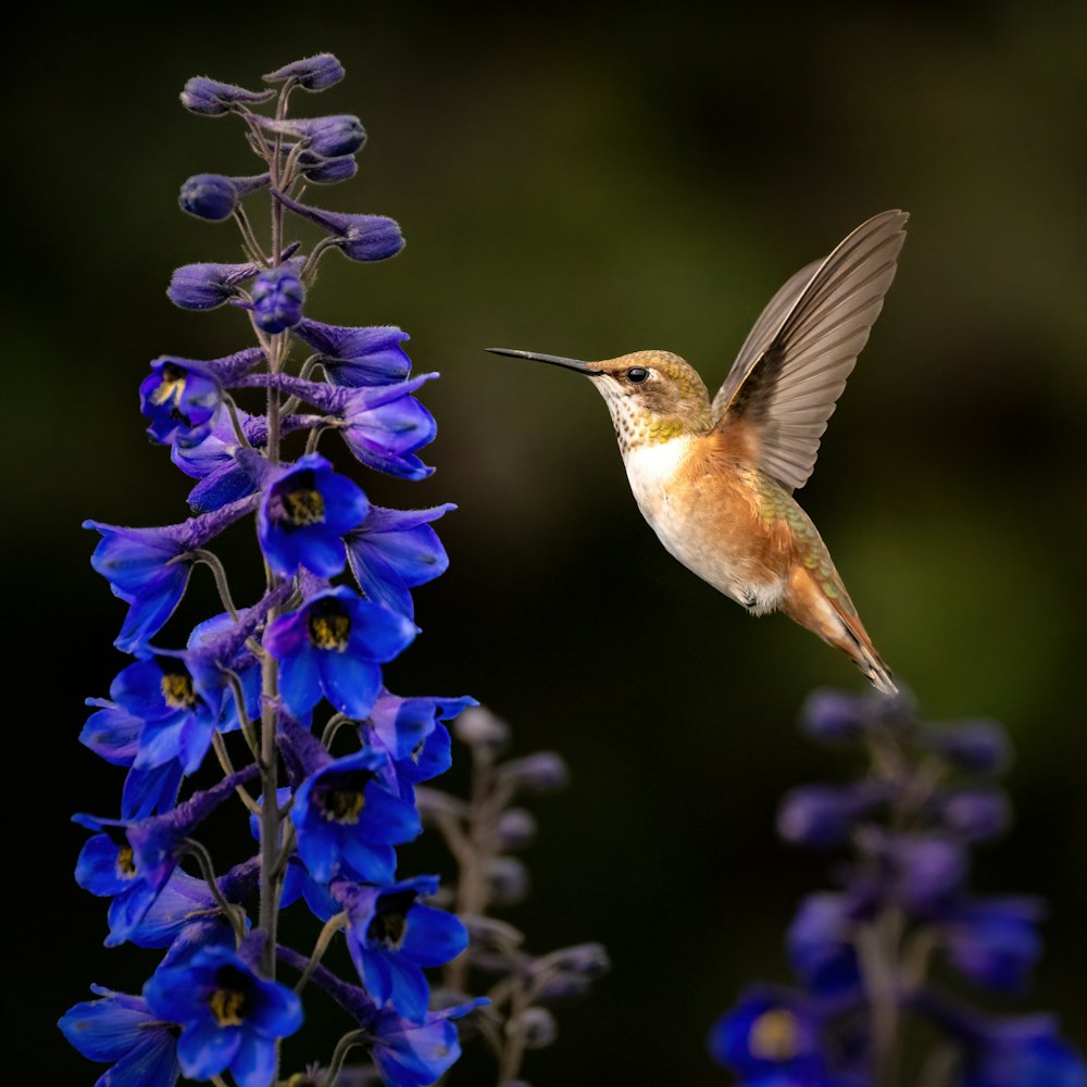 a hummingbird hovering over a purple flower