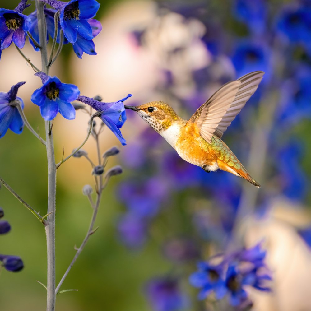 a hummingbird hovering over a purple flower