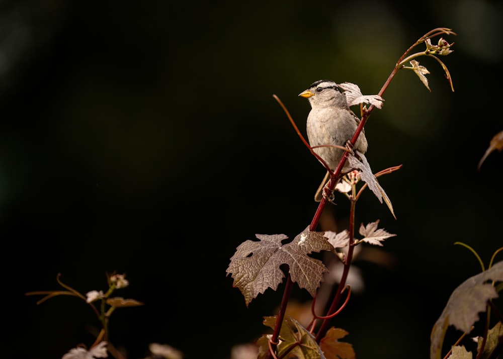 a small bird sitting on a branch with leaves