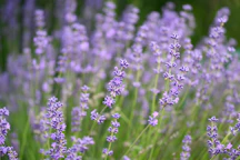lavender field at sunset