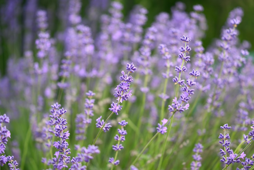 a bunch of lavender flowers in a field