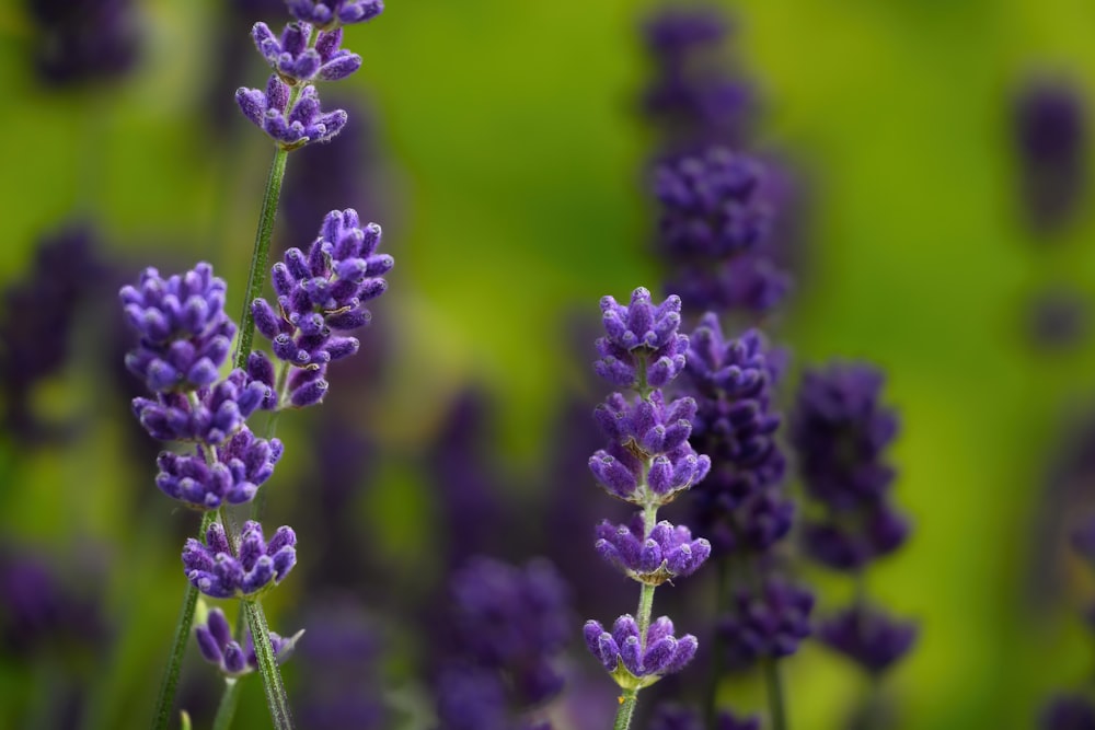 a close up of a bunch of purple flowers