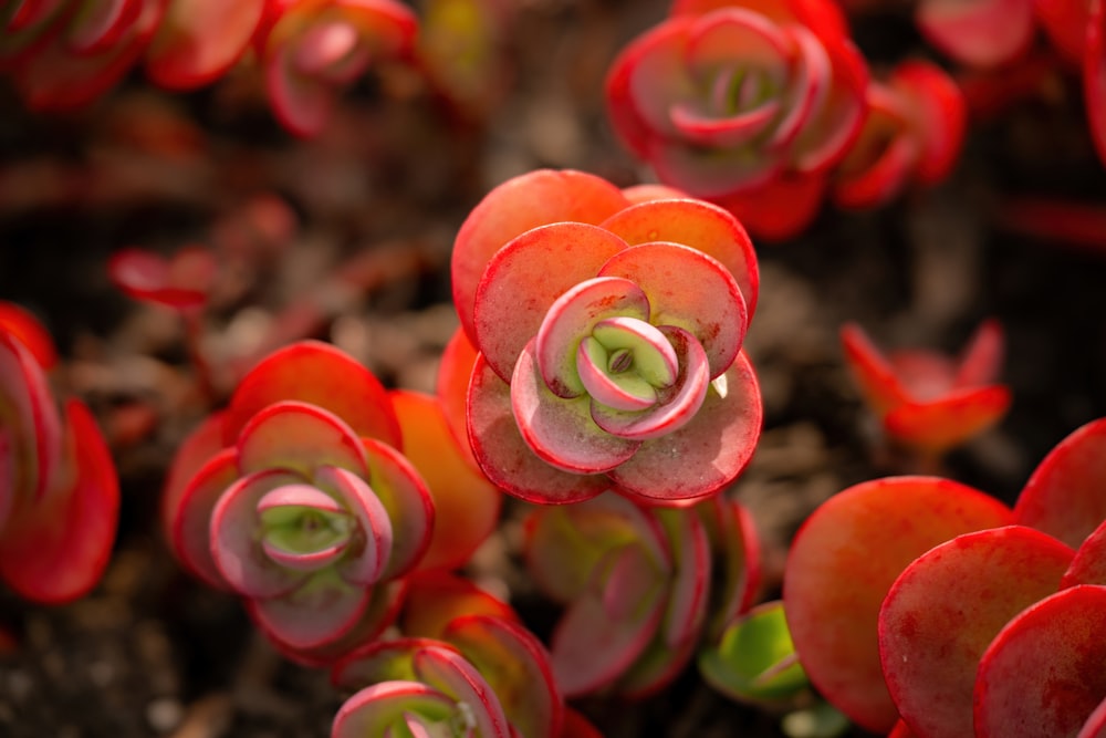 a group of red flowers with green stems