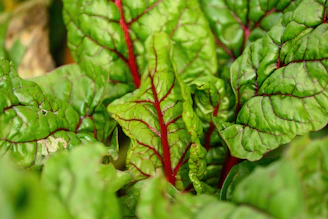a bunch of green leafy plants with red stems