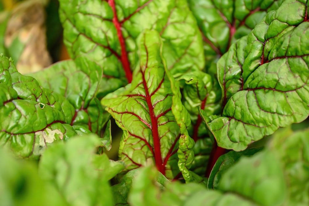 a bunch of green leafy plants with red stems