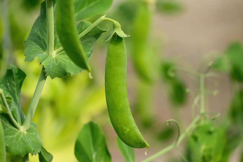 a green pea hanging from a plant with leaves