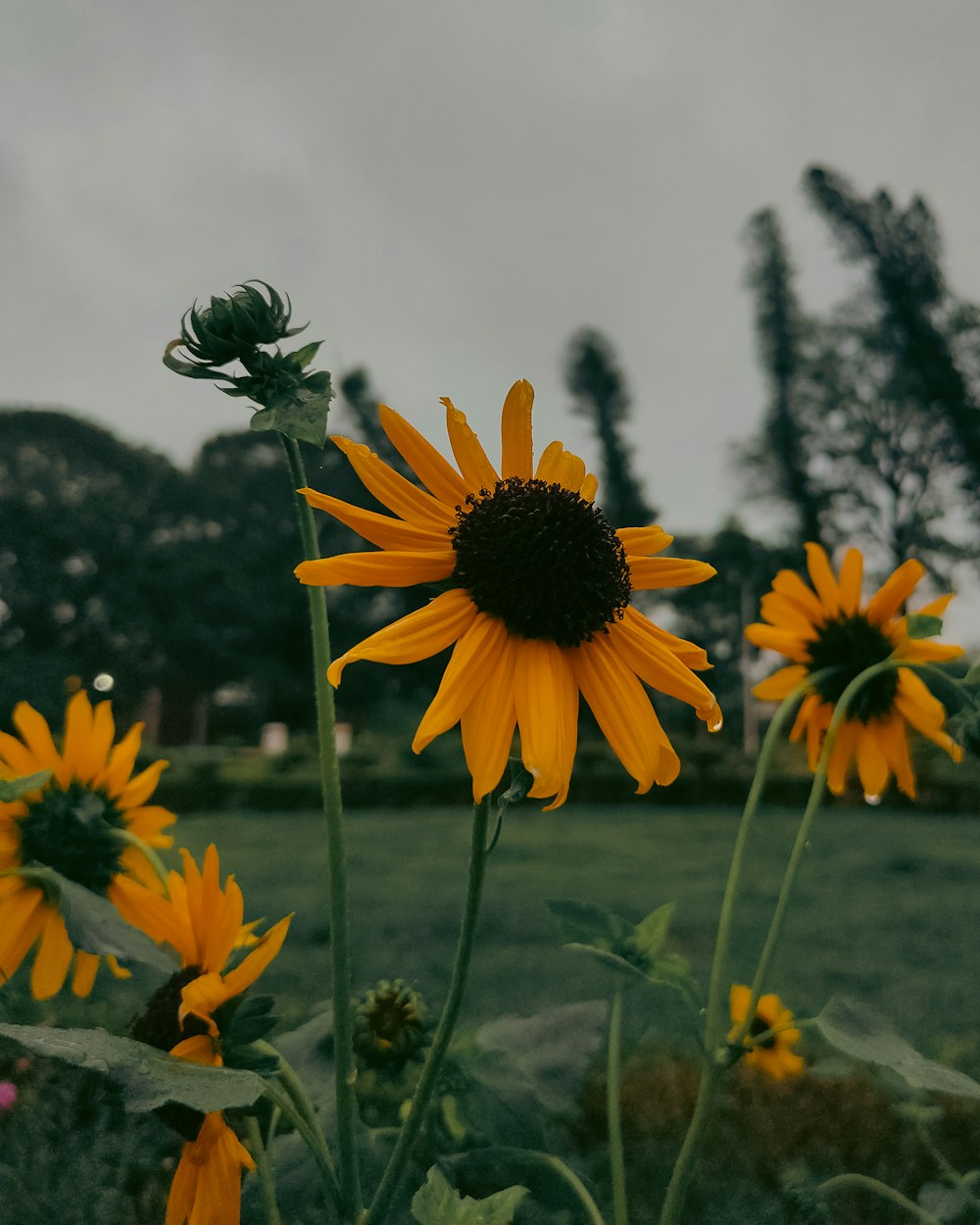 a field of sunflowers on a cloudy day