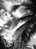 a black and white photo of a palm tree