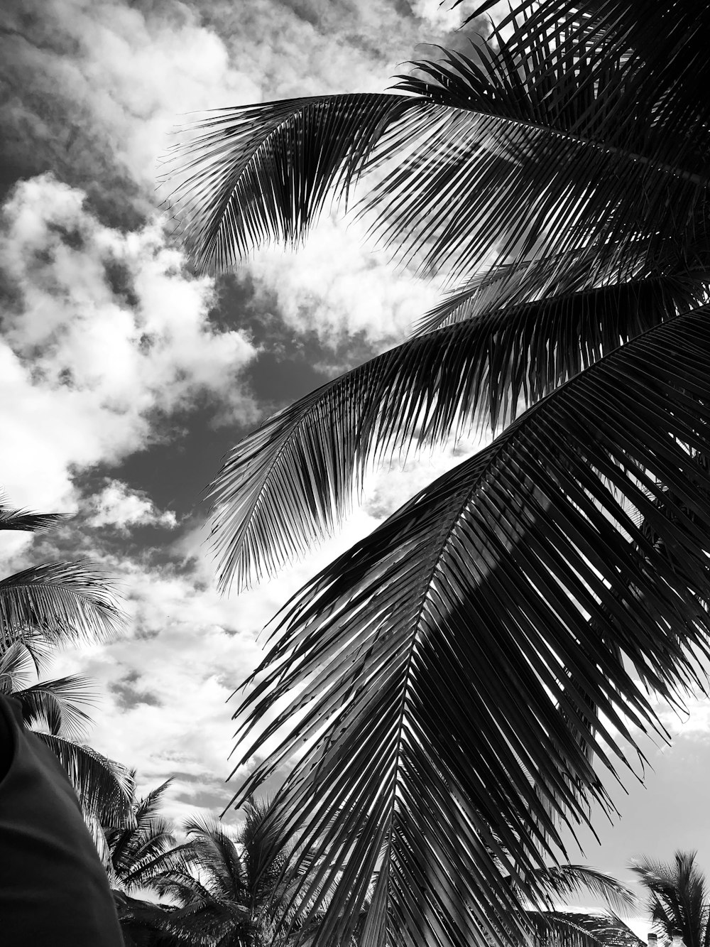 a black and white photo of a palm tree