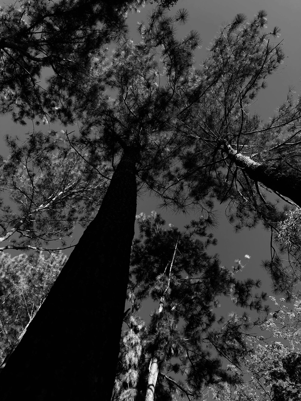 a black and white photo of tall trees