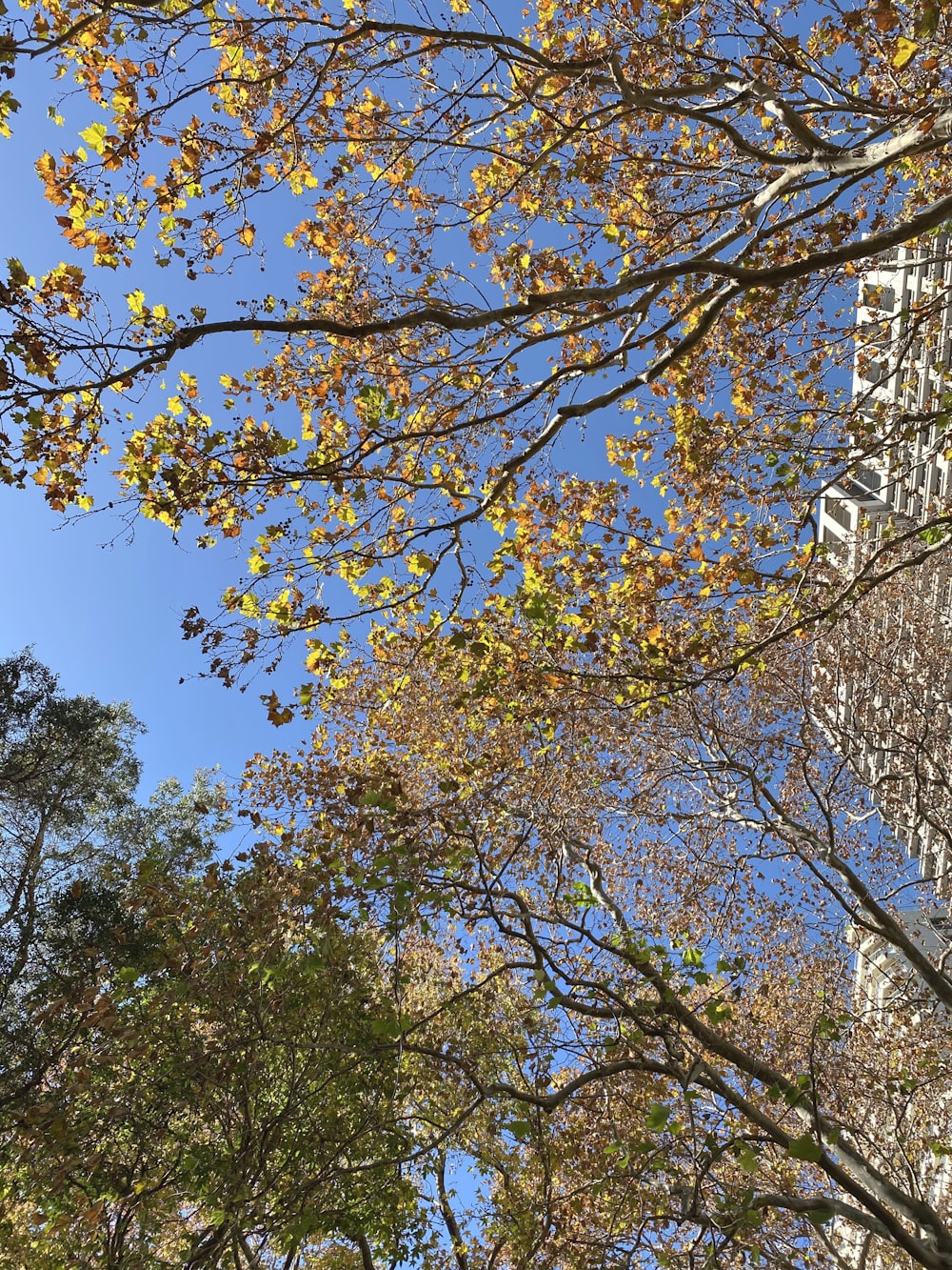 a tall building surrounded by trees and leaves