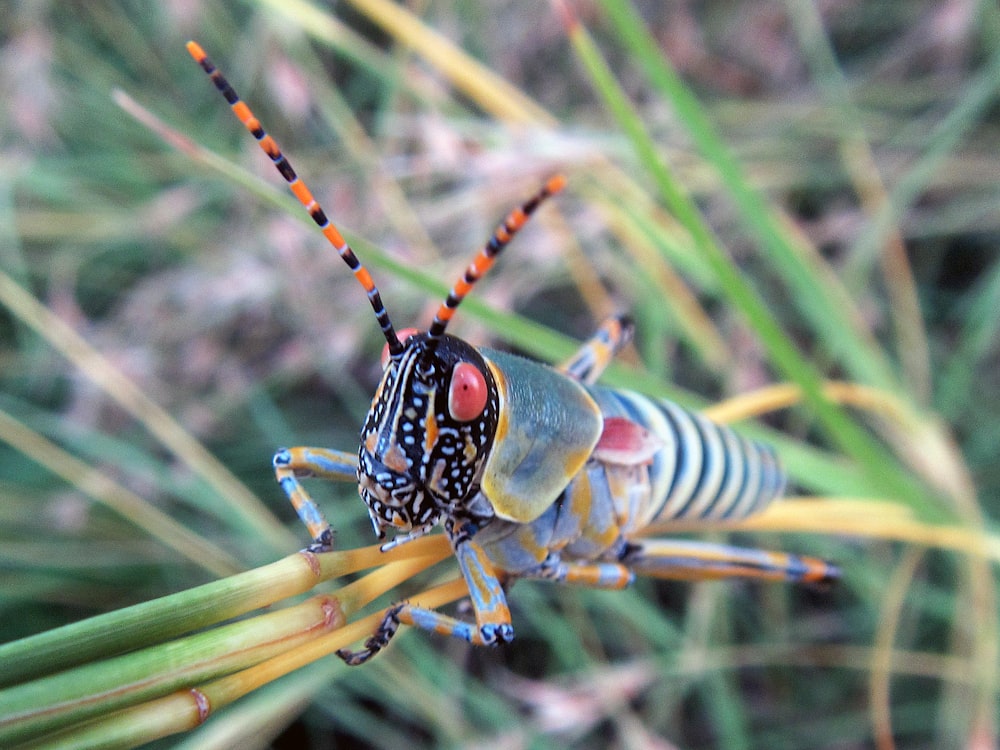 a close up of a bug on a plant