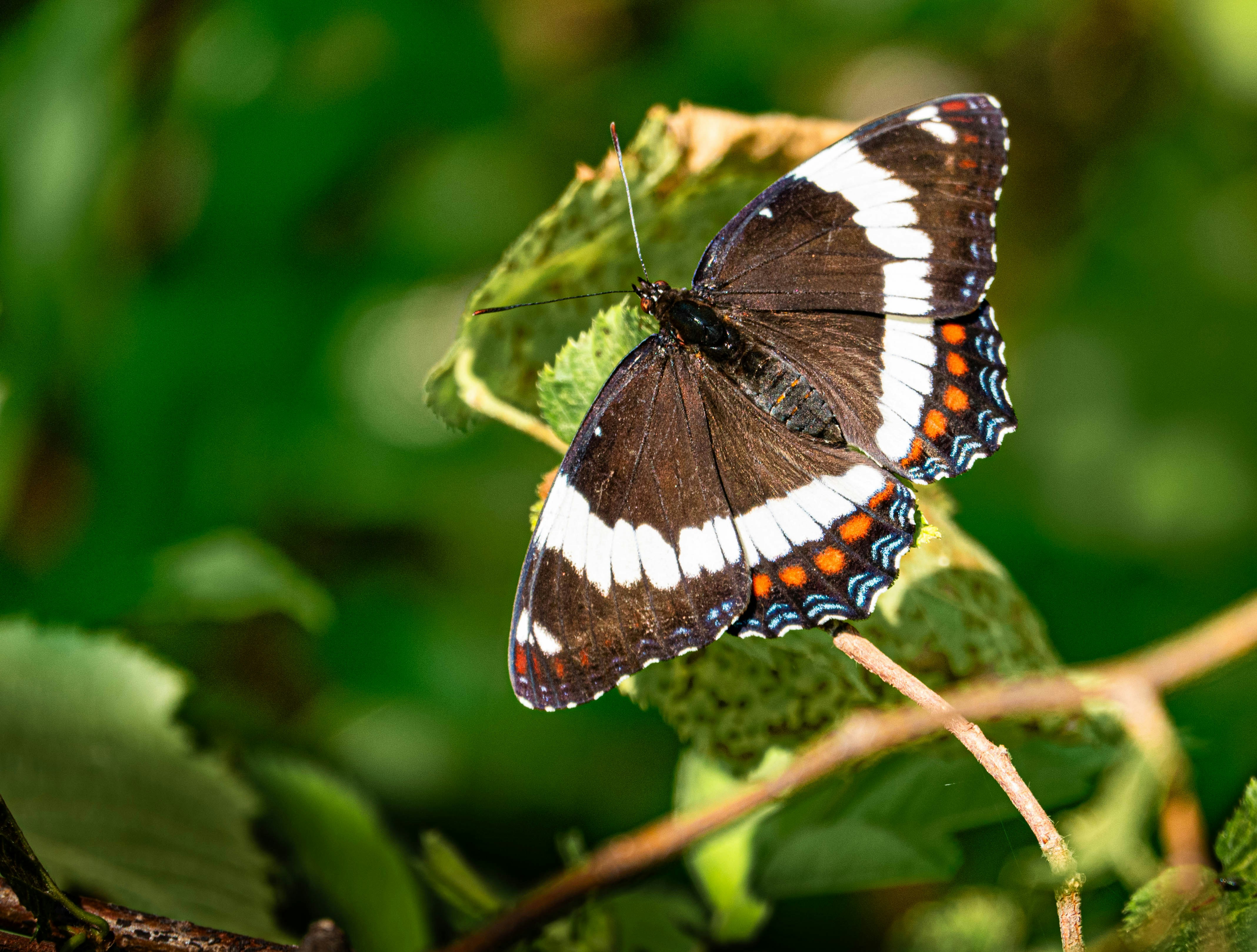 Photo by remmiznairb