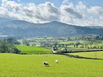 A picturesque rural landscape with rolling green hills under a partly cloudy blue sky. There are several sheep grazing on the lush, vibrant grass. In the distance, dense foliage and a forested hill rise against the horizon, contributing to the serene and pastoral setting.