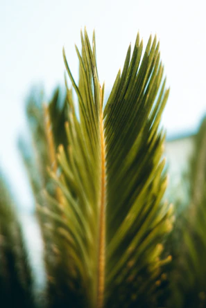 Close-up of a lush green palm leaf with sunlight filtering through