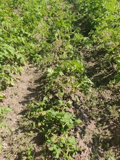 Rows of green plants with broad leaves grow in a cultivated field. The soil appears dry, with visible patches of earth between the plants. There is abundant foliage, suggesting healthy growth under bright sunlight.