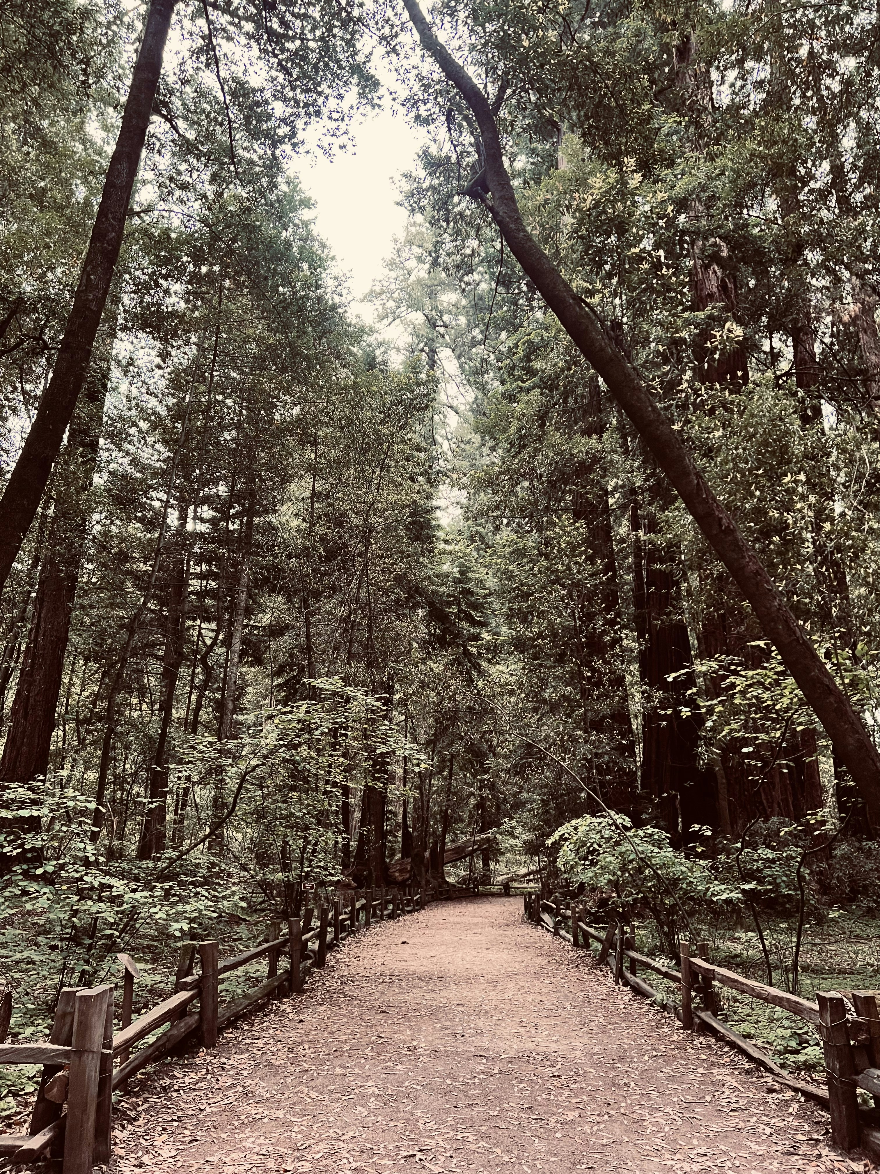 Un sendero en medio de un bosque rodeado de árboles altos