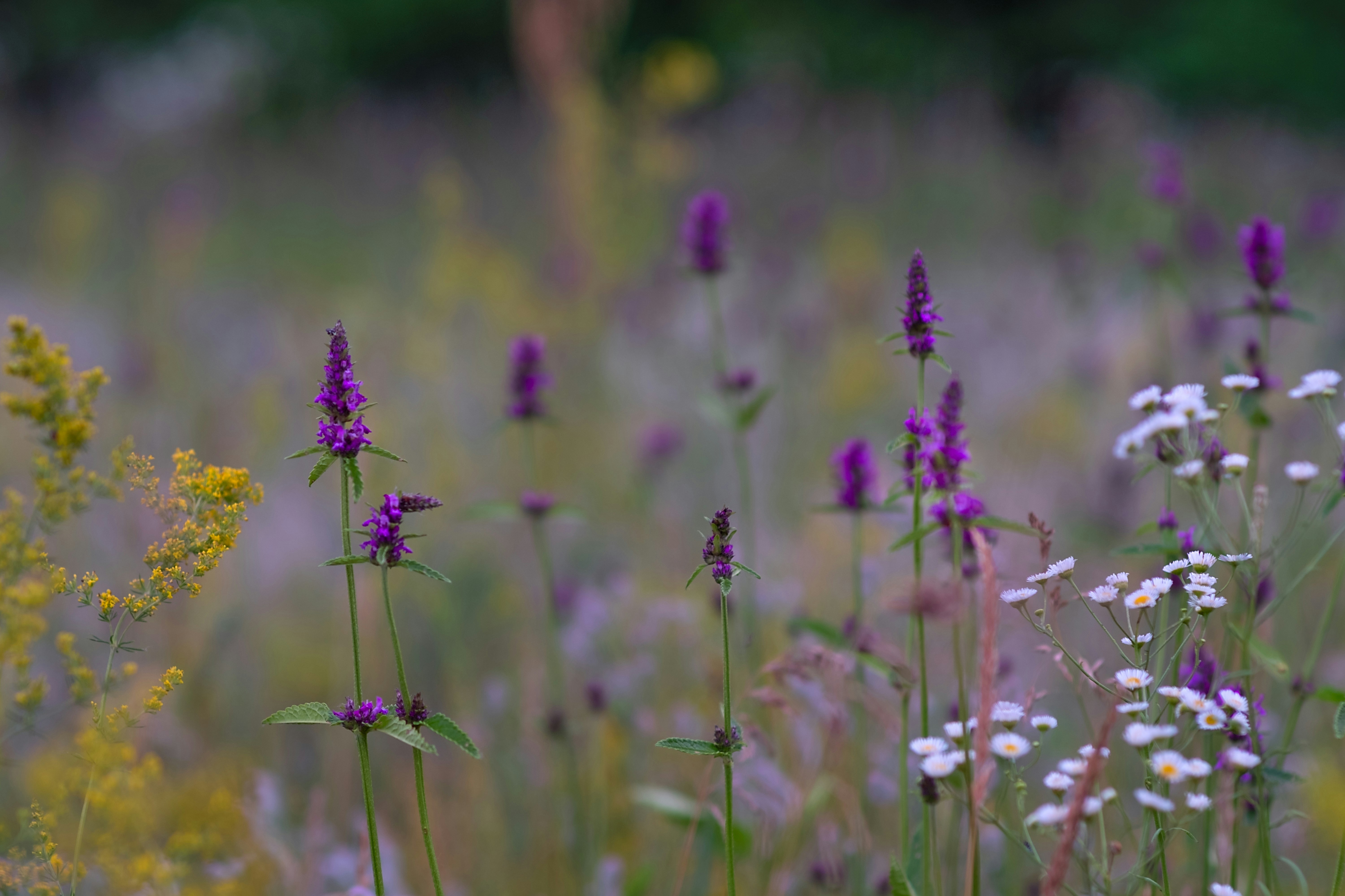 Photo by sevencolors
