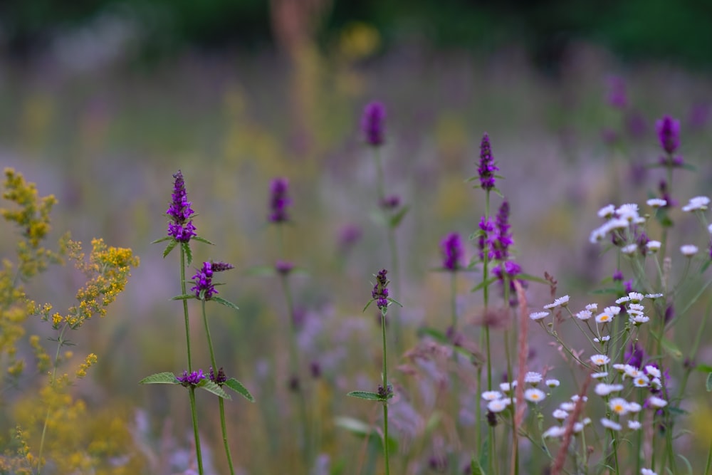 a field full of purple and white flowers