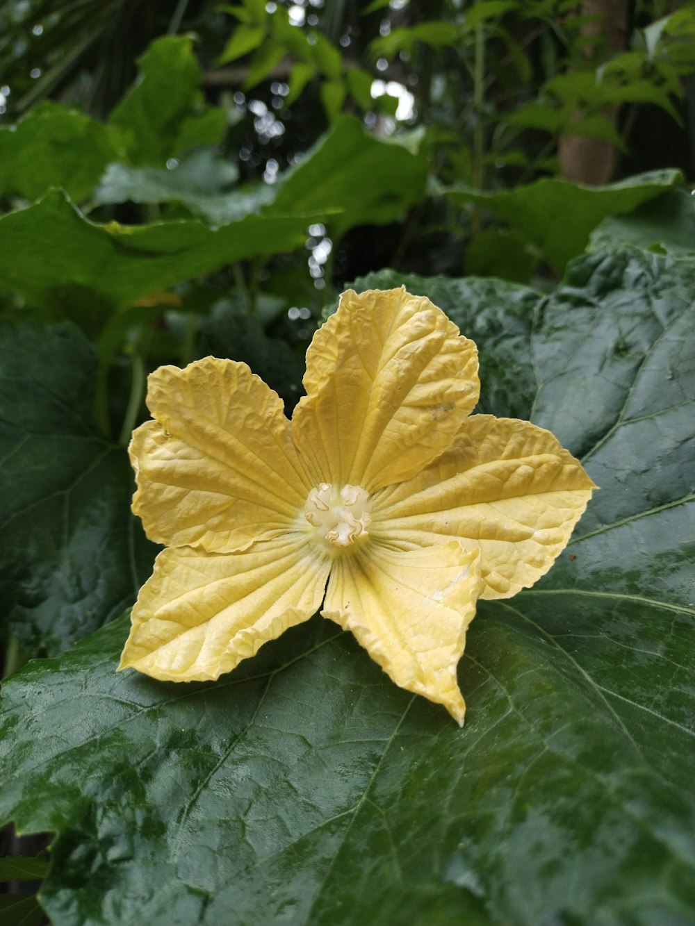 a yellow flower with green leaves in the background