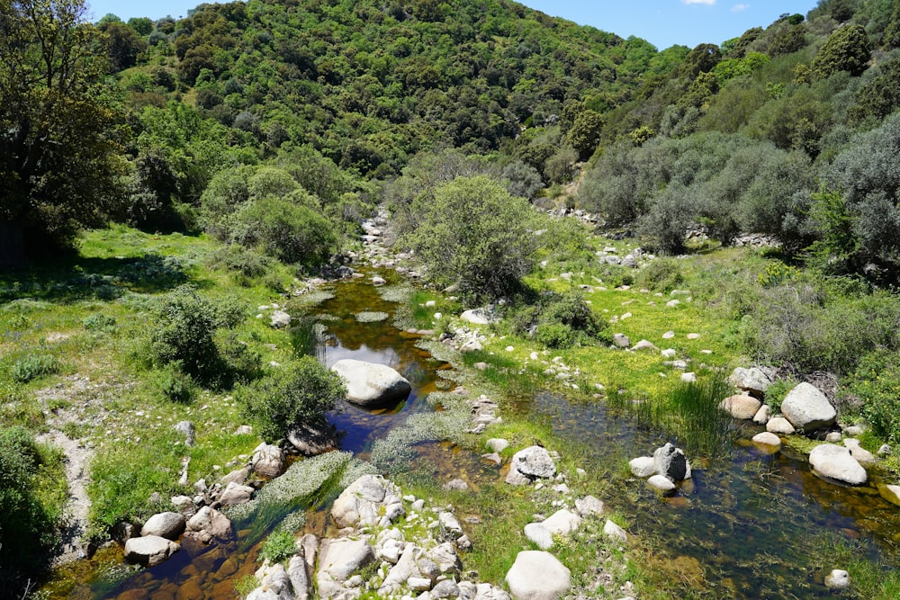 a river running through a lush green forest