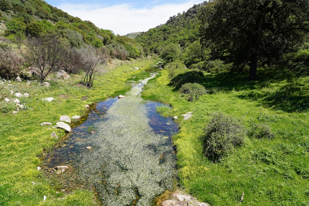 a stream running through a lush green forest