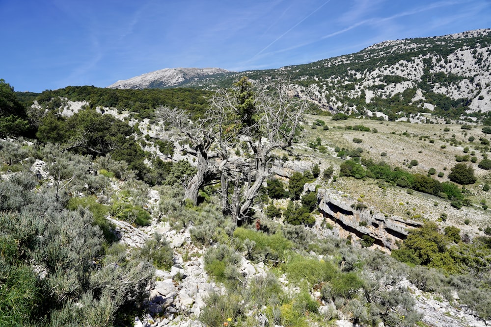 a tree in the middle of a rocky area