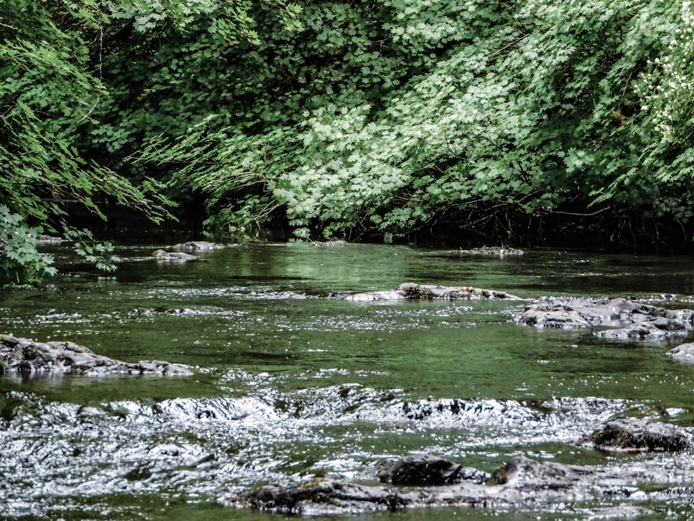 a river running through a lush green forest