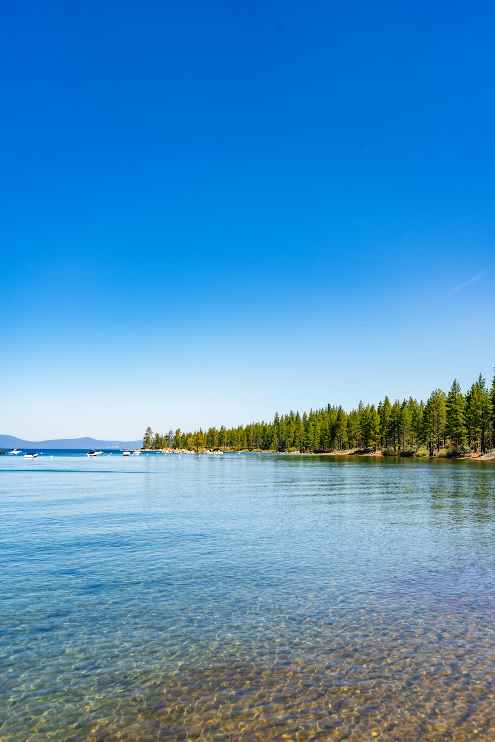 a body of water with trees in the background