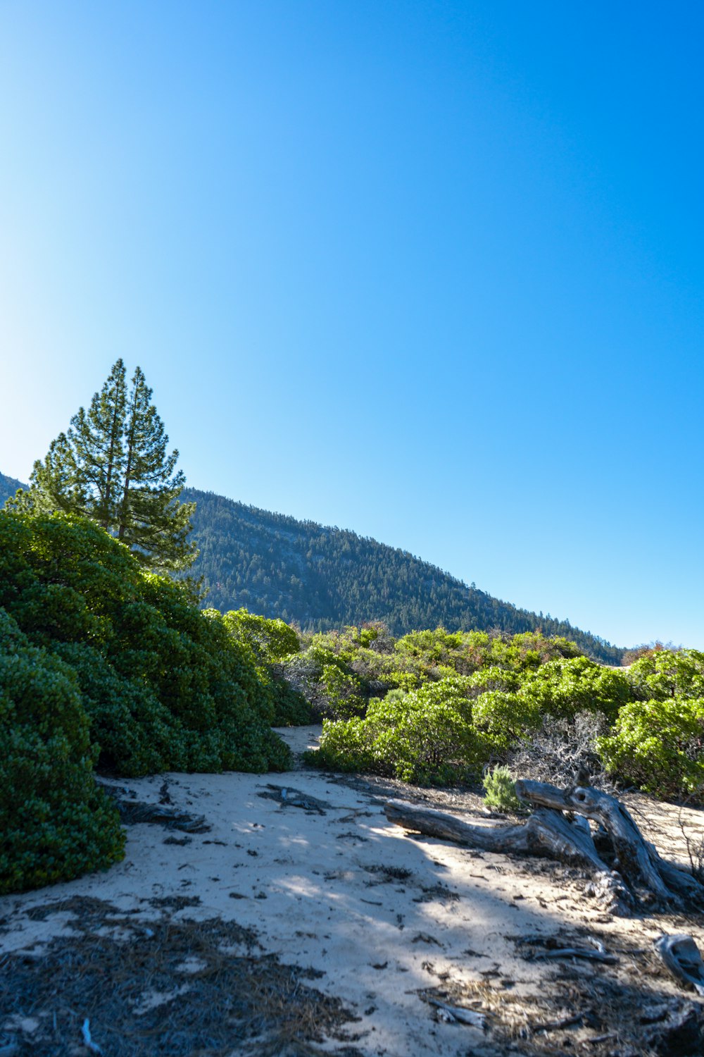a view of a mountain with trees and rocks