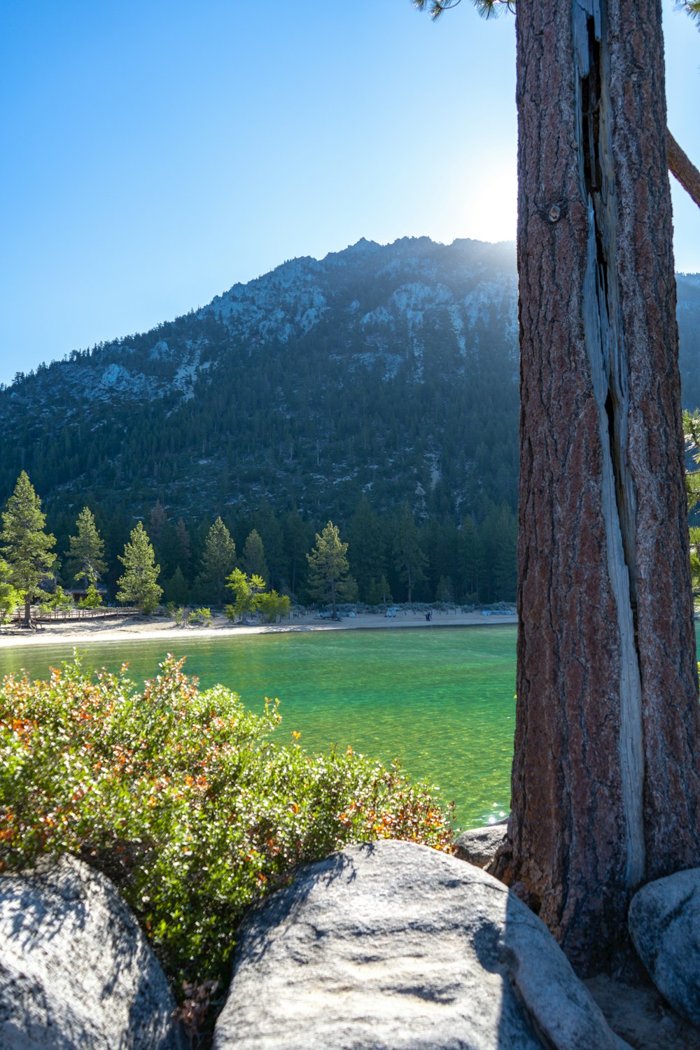 a view of a mountain and a lake from behind a tree