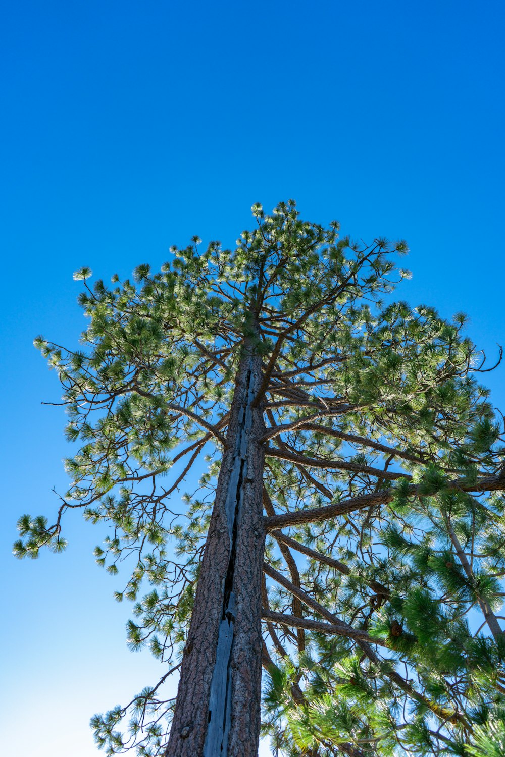 a tall pine tree with a blue sky in the background